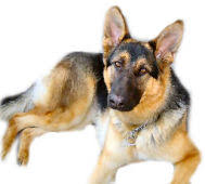 Maybe you would like to learn more about one of these? Magsr Org Providing Rescue And Adoption Services In Md Dc Va Pa De