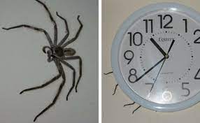 Clock spider create a free website or blog at wordpress.com. The Clock Spider Is The Most Terrifying Urban Legend I Ever Heard