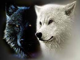 Maybe you would like to learn more about one of these? Black And White Wolf Wallpapers 4k Hd Black And White Wolf Backgrounds On Wallpaperbat