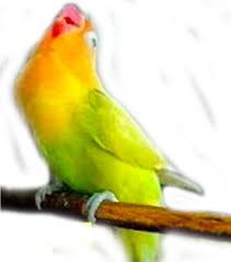 Suara burung lovebird untuk sebgaian orang mungkin tidak penting. 19 Gambar Sketsa Burung Lovebird Ngekek Info Terkini