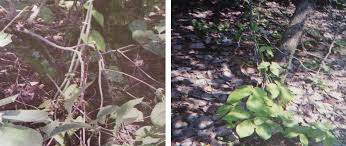 Image result for Dioscorea schimperiana