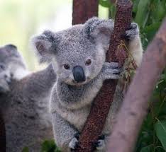 Baby Koala Australia Cute But It Ll Maul Your Face Off Ooooh How I Want To Hug It Cute Baby Animals Cute Animals Baby Koala