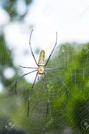 We did not find results for: Golden Silk Orb Weaver Spider Or Banana Spiders In Thailand Garden Stock Photo Picture And Royalty Free Image Image 32618535