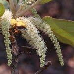 Image result for Terminalia mollis