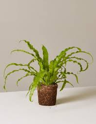 Birds Nest Fern Cats 21 Plants That Are Safe For Cats And Dogs Hanging Plants Best Indoor Hanging Plants Hanging Plants Indoor