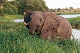 We did not find results for: Celebrating The Death Of A Poacher Bbc Earth