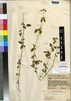 Image result for Justicia heterocarpa