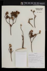 Image result for Ipomoea kituiensis