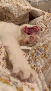 Big Yawn Video Sevimli Kedi Yavrulari Komik Hayvan Sevimli Kediler