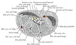 Ulnar Nerve Anatomy Orthobullets