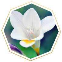 Flower Meanings And Symbolism Ftd Com Flower Meanings Flowers Symbols