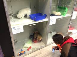 Puppy pals for tough times: Petition Grows Against Puppy Kitten Sales Vancouver Courier