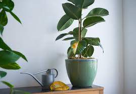 Then it is processed for common use by various methods. I Overwatered My Rubber Plant And This Is What I Learnt The Houseplant Urban Jungle Blog