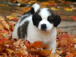 Black And White St Bernard Puppy Saint Bernard Puppy Dog Breed Best Dog Breeds Wallpaper Cute Dogs St Bernard Puppy St Bernard Dogs