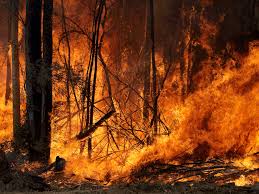 More Than One Billion Animals Have Been Killed In Australia S Wildfires Scientist Estimates Smart News In 2020 Bushfires In Australia Australia Animals Australia