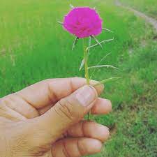 (of a measure of time) current. Corrent Home Facebook