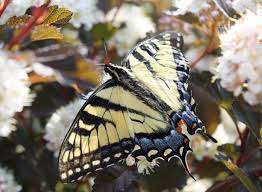 Iphiclides podalirius podalirius (central and southern europe). Eastern Tiger Swallowtail