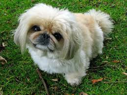The maltese dog price starts at about ₹30,000, but it can reach up to ₹1,20,000 if someone opts for the show type. Top 10 Small Breed Dogs India You Will Fall In Love With