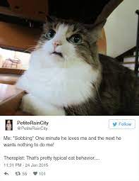 Funny Cat Tweets Cute Funny Animals Funny Animals Animals Funny Cats