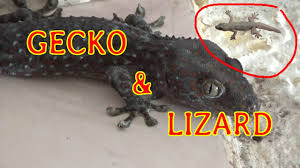 These 5 sets of flash cards are written in bahasa indonesia and english on batik material backgrounds. Gecko Lizard Sound Tokek Cicak Youtube