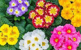 According to the guardian, there are approximately 400,000 flowering plant species in the world. Flowers That Start With P Worldatlas