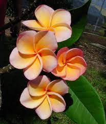 Pin On Frangipani Plumeria