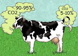 Image result for farting cow
