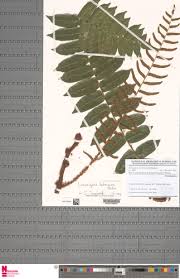 Image result for Lomariopsis hederacea