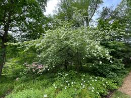 Image result for Synadenium cameronii