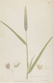 Image result for Cenchrus americanus