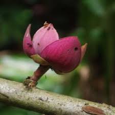 Image result for Uvariodendron