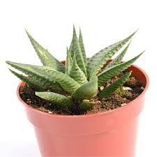 Image result for Haworthia limifolia