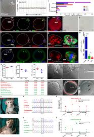 One way ticket to auschwitz. Mitochondrial Replacement In Macaque Monkey Offspring By First Polar Body Transfer Cell Research