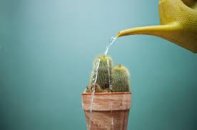 Tanto a los cactus como suculentas, les viene muy bien la lluvia, y por ello es bueno que los pulverices con algo de frecuencia. Cada Cuanto Se Riega Un Cactus Y Como Cuidarlo Adecuadamente