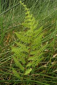 Image result for Thelypteris confluens