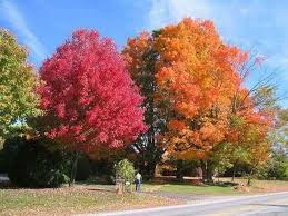 Freemanii 'dtr 102' (autumn fantasy maple). Bs1ie4awhdywlm