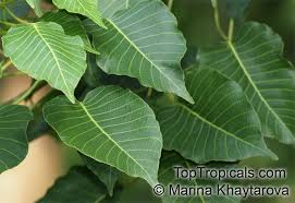 Image result for Hura crepitans