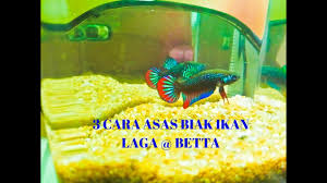 Kepentingan garam untuk ikan laga. Cara Biak Ikan Laga Cara Breed Ikan Laga By Amirul Shahmi Azhari