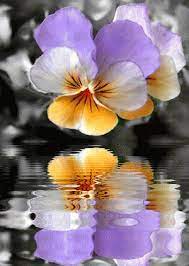 Gif Water Reflections Beautiful Flowers Flowers Pansies