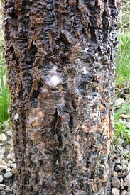 Maybe you would like to learn more about one of these? Clematis Slime Flux Rhs Gardening