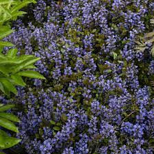 Image result for Ajuga