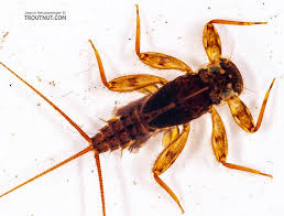 Image result for Macrotyloma stenophyllum