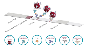 Lateral flow tests can return results significantly faster than the pcr because the swab does not in a lateral flow test, a swab is placed in the nose or throat of the person being tested, before then. Lateral Flow Rapid Prototyping Platform Microcoat De