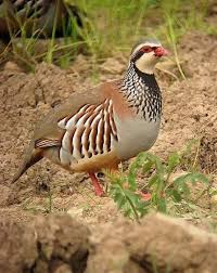 Perdiz Roja En 2020 Aves Perdiz