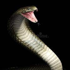 Viper Cobra Snake Cobra Snake Head And Neck In A Ready To Attack Position Showi Ad Head Neck Ready Cobra Viper Ad Cobra Snake Snake Snake Art