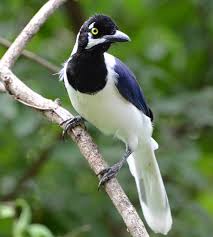 Black Bird With White Tail White Tailed Jay Cyanocorax Mystacalis Ecuador And Peru Pet Birds Rare Birds Beautiful Birds