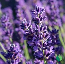Image result for Lavandula angustifolia Vera
