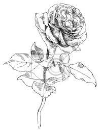 Zeichnen Einer Rose, Skizze Aus Der Natur, Vektor-Illustration Fototapete •  Fototapeten Drucken, Ätzen, Gravur | Myloview.de