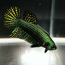 300 x 248 png 102 кб. Wild Bettas Hybrids Betta Fish Betta Fish Pet