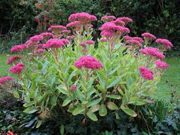 Welche arten das sind und wie man sie pflegt, erfahren sie hier. Deko Ideen Garten Mit Herbstblumen Fur Eine Gute Stimmung Im Herbst